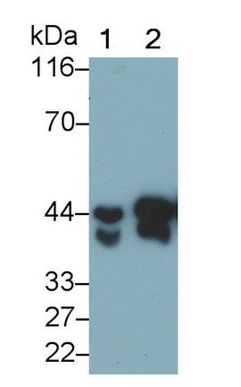 PAA632Hu01.jpg