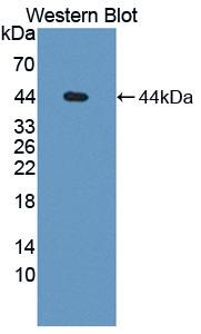 Polyclonal Antibody to Complement Factor H (CFH)