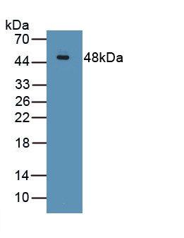 Polyclonal Antibody to Fibroblast Growth Factor 7 (FGF7)