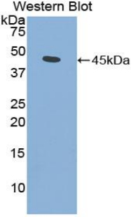 Polyclonal Antibody to Fibroblast Growth Factor 7 (FGF7)