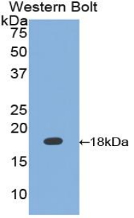 Polyclonal Antibody to Calmodulin (CAM)