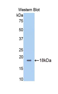 Polyclonal Antibody to Calmodulin (CAM)