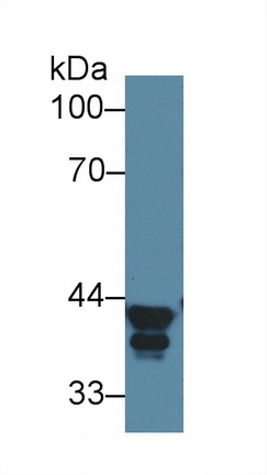 Polyclonal Antibody to Aldolase A, Fructose Bisphosphate (ALDOA)