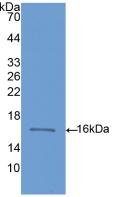 Polyclonal Antibody to Bone Morphogenetic Protein 6 (BMP6)