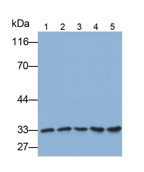 PAA651Hu02.jpg