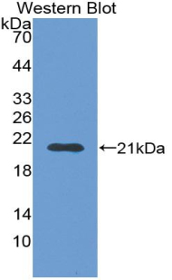 Polyclonal Antibody to Amiloride Binding Protein 1 (ABP1)