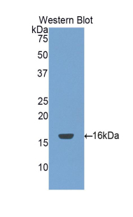 Polyclonal Antibody to Amiloride Binding Protein 1 (ABP1)