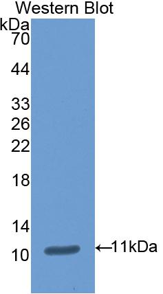 Polyclonal Antibody to Amiloride Binding Protein 1 (ABP1)