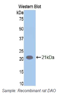 Polyclonal Antibody to Amiloride Binding Protein 1 (ABP1)