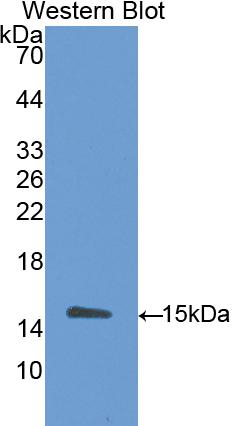 Polyclonal Antibody to Amiloride Binding Protein 1 (ABP1)