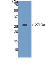 Polyclonal Antibody to Glutathione S Transferase A4 (GSTA4)