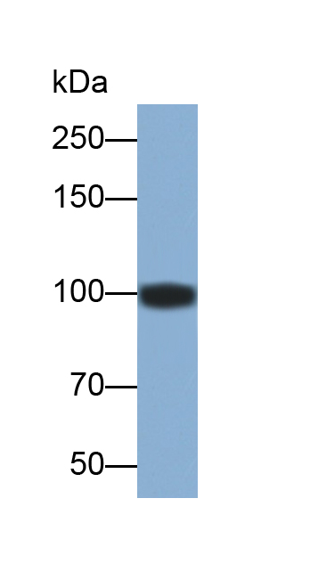 Polyclonal Antibody to Toll Like Receptor 2 (TLR2)