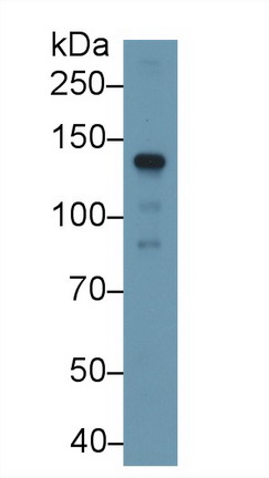 PAA665Hu02.jpg