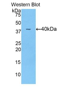 Polyclonal Antibody to Angiopoietin 4 (ANGPT4)