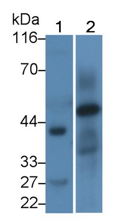 Polyclonal Antibody to Homing Associated Cell Adhesion Molecule (HCAM)