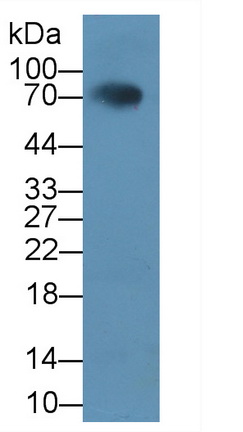 Polyclonal Antibody to Homing Associated Cell Adhesion Molecule (HCAM)