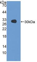 Polyclonal Antibody to Glutathione S Transferase Alpha 3 (GSTa3)