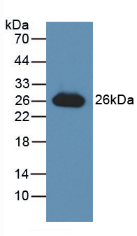 Polyclonal Antibody to Glutathione S Transferase Alpha 3 (GSTa3)