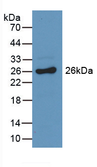 Polyclonal Antibody to Glutathione S Transferase Alpha 3 (GSTa3)