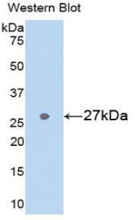 Polyclonal Antibody to Glutathione S Transferase Alpha 3 (GSTa3)