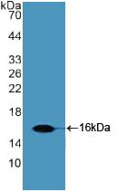 Polyclonal Antibody to Slit Homolog 2 (Slit2)