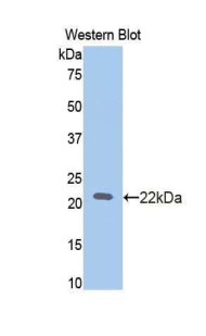 Polyclonal Antibody to Slit Homolog 2 (Slit2)