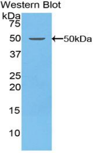 Polyclonal Antibody to Coagulation Factor V (F5)