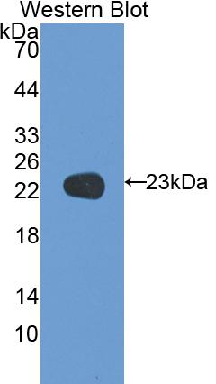 Polyclonal Antibody to Coagulation Factor V (F5)