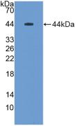 Polyclonal Antibody to Mucin 5 Subtype B (MUC5B)