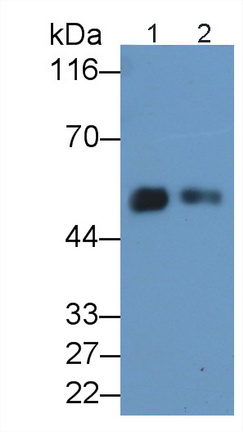 Polyclonal Antibody to Cluster Of Differentiation 14 (CD14)