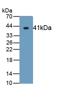 PAA685Mu01.jpg