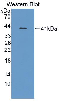 Polyclonal Antibody to Cluster Of Differentiation 14 (CD14)