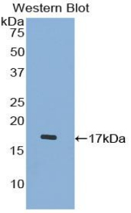 PAA689Hu01.jpg