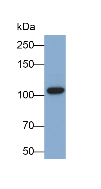 Polyclonal Antibody to Neuropilin 1 (NRP1)