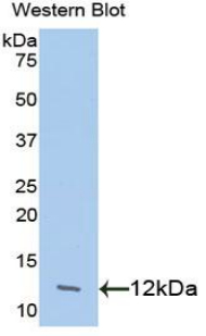 Polyclonal Antibody to Myeloid Progenitor Inhibitory Factor 2 (MPIF2)