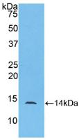 Polyclonal Antibody to Myeloid Progenitor Inhibitory Factor 2 (MPIF2)