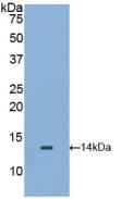 Polyclonal Antibody to MIF