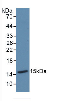 Polyclonal Antibody to Thioredoxin (Trx)