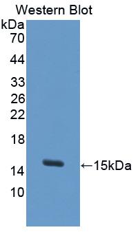 Polyclonal Antibody to Thioredoxin (Trx)