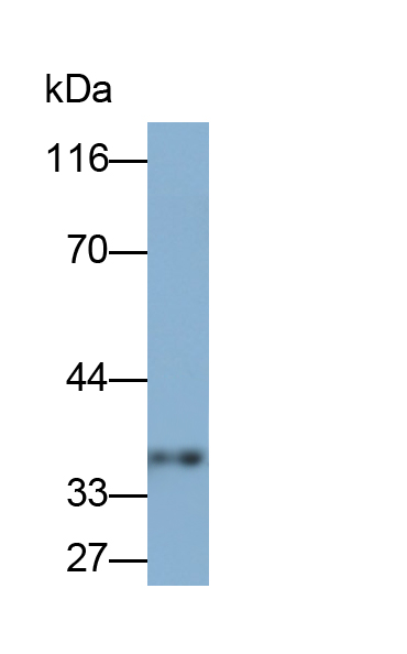 Polyclonal Antibody to Apolipoprotein E (APOE)