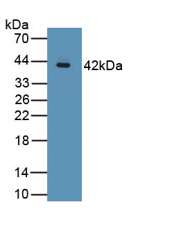 Polyclonal Antibody to Mucin 2 (MUC2)