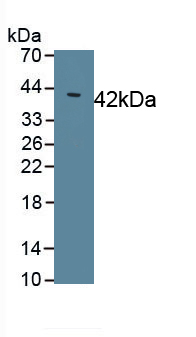 Polyclonal Antibody to Mucin 2 (MUC2)