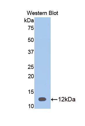 PAA706Ra01.jpg