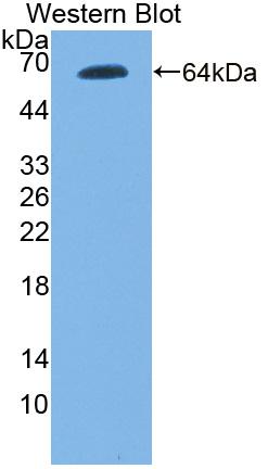 Polyclonal Antibody to Toll Like Receptor 9 (TLR9)