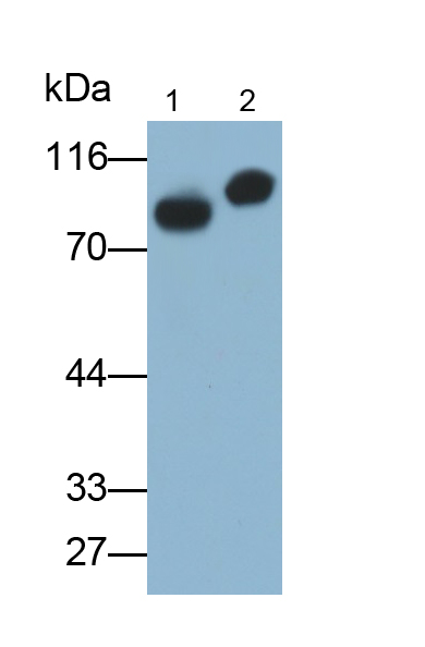 Polyclonal Antibody to Prothrombin Fragment 1+2 (F1+2)