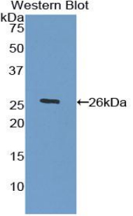 Polyclonal Antibody to Heparanase (HPSE)