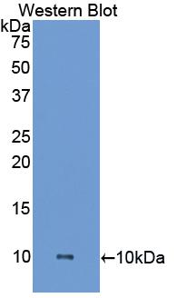 Polyclonal Antibody to Heparanase (HPSE)