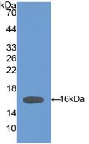 Polyclonal Antibody to Heparanase (HPSE)