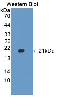 Biotin-Linked Polyclonal Antibody to Heparanase (HPSE)