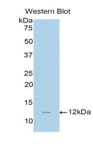 Polyclonal Antibody to C-Type Natriuretic Peptide (CNP)